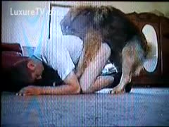 On a guy, a dog